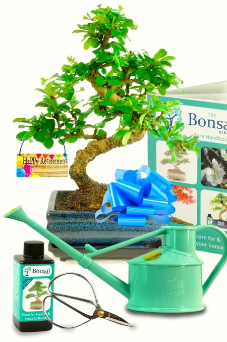 Flowering indoor bonsai tree retirement kit gift