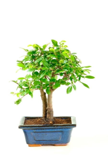 Tiny Chinese Elm Bonsai tree twin trunk