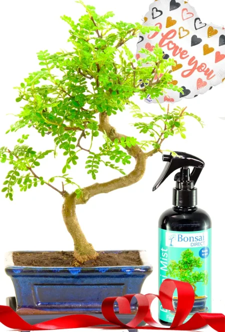 Stunning Aromatic Pepper Tee bonsai with 'I Love You' Balloon