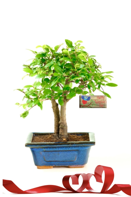 Twin Trunk Mini Indoor Bonsai | Valentines Gift for Him