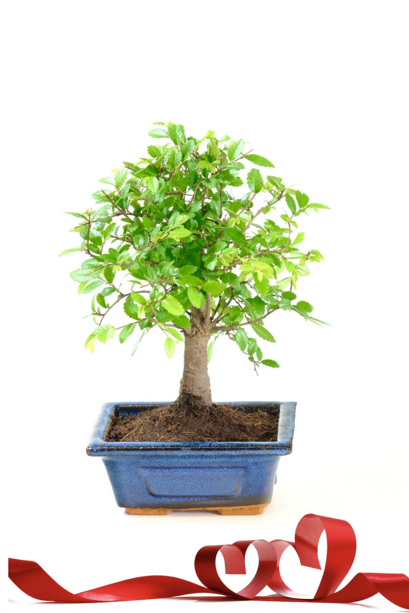 Cute mini Valentines bonsai tree gift