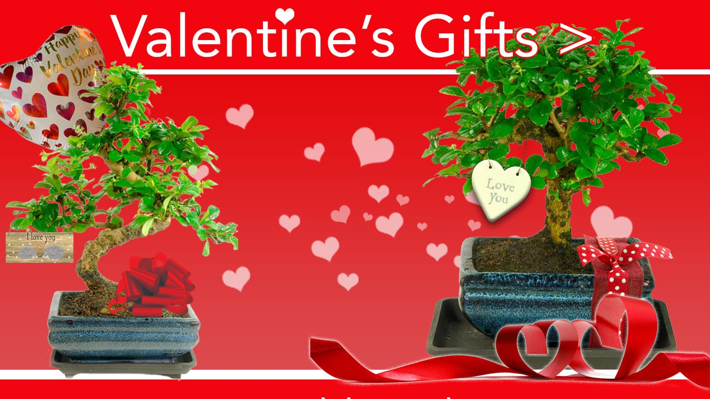 Delivery of Valentines Bonsai tree gifts 2025