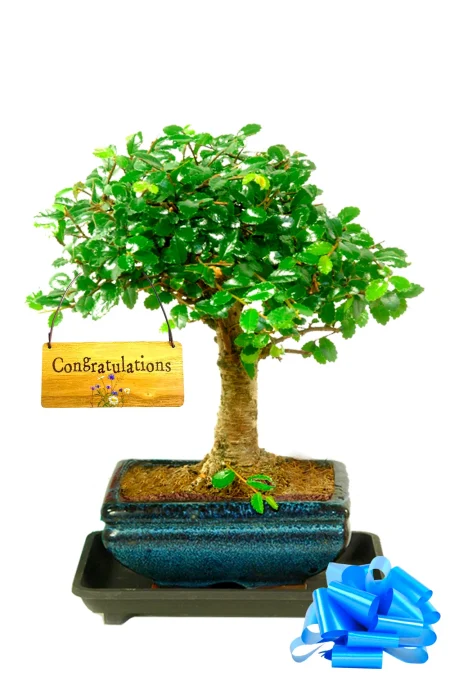 Baby Bonsai Congratulations Gift
