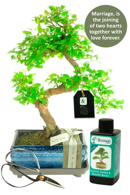 Unusual Wedding Gift | Chinese Sweet Plum Bonsai Wedding Tree