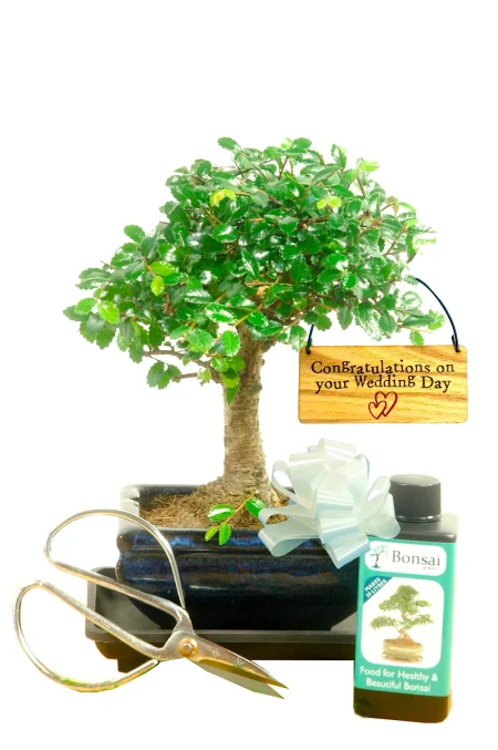 Perfect unusal wedding gift - includes beginners Chinese Elm, hanging tag, and care kit