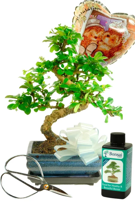 Perfect wedding gift for a perfect couple - fruiting Sweet Plum bonsai tree with care accessories