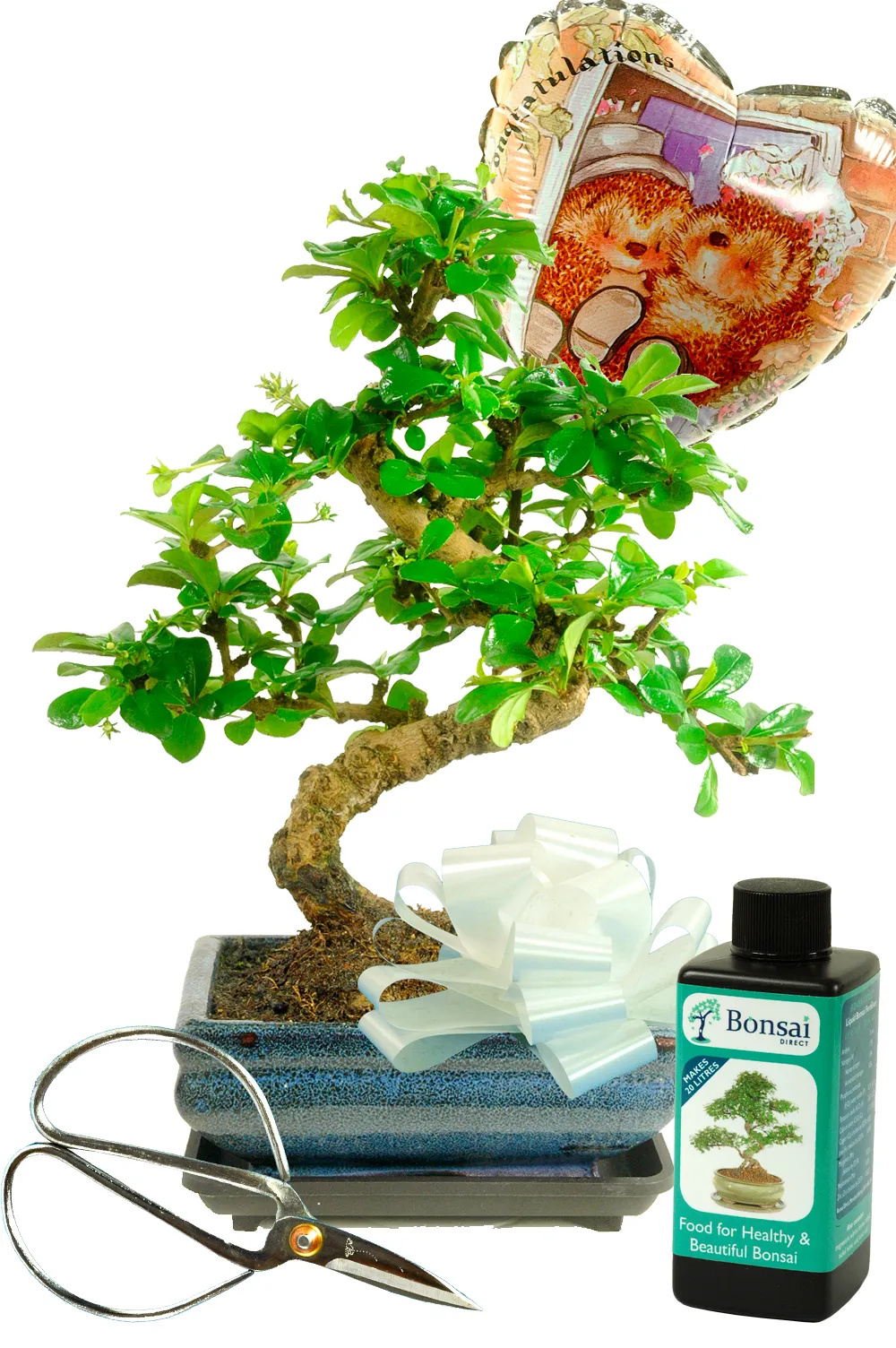 Perfect wedding gift for a perfect couple - fruiting Sweet Plum bonsai tree with care accessories
