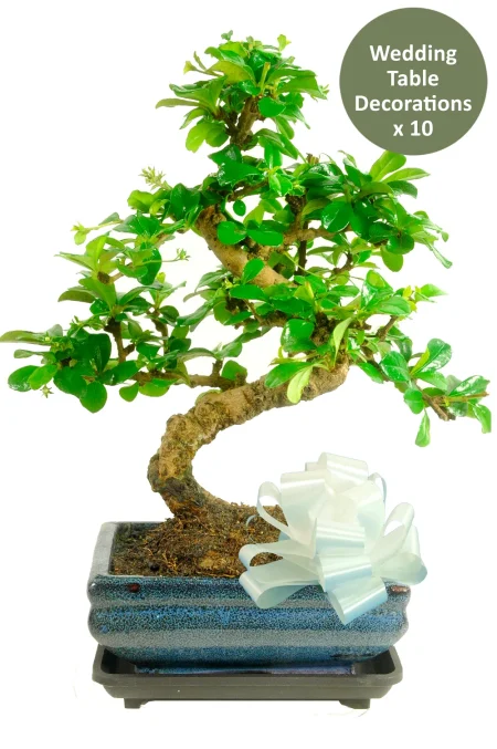 Wedding Centrepieces | 10 Flowering Fukien Tea Tree Bonsai (8-Year-Old Indoor Trees)