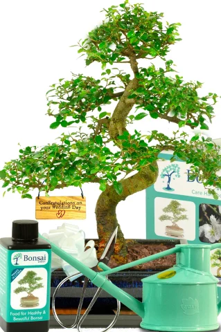 Wedding Gift Idea | Large 16-Year Chinese Elm Bonsai Complete Kit