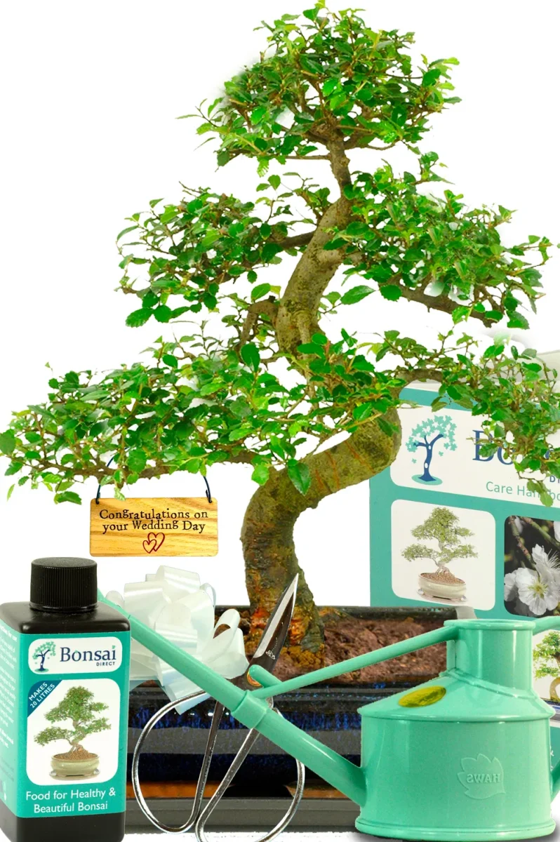 Wedding Gift Idea | Large 16-Year Chinese Elm Bonsai Complete Kit