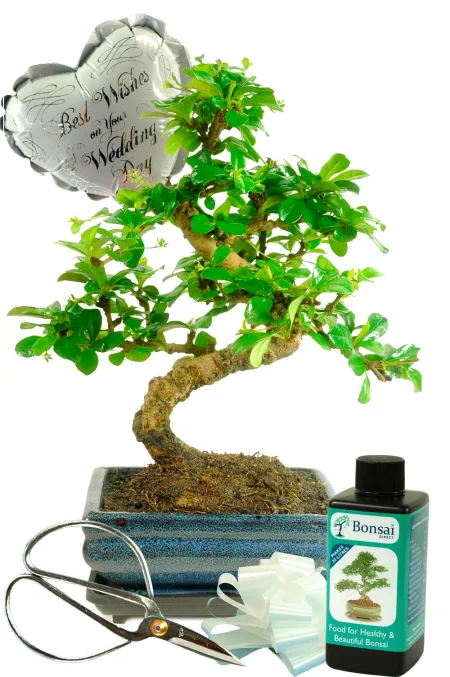 Unique Wedding Gift | Flowering Fukien Tea Tree Bonsai Wedding Set