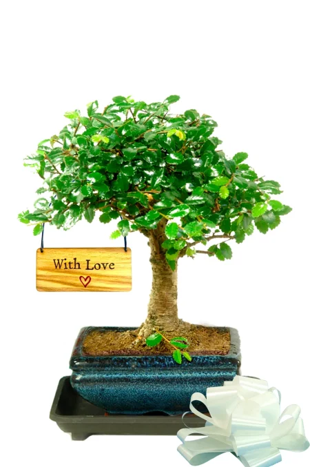 Beginners bonsai tree with 'With Love' tag