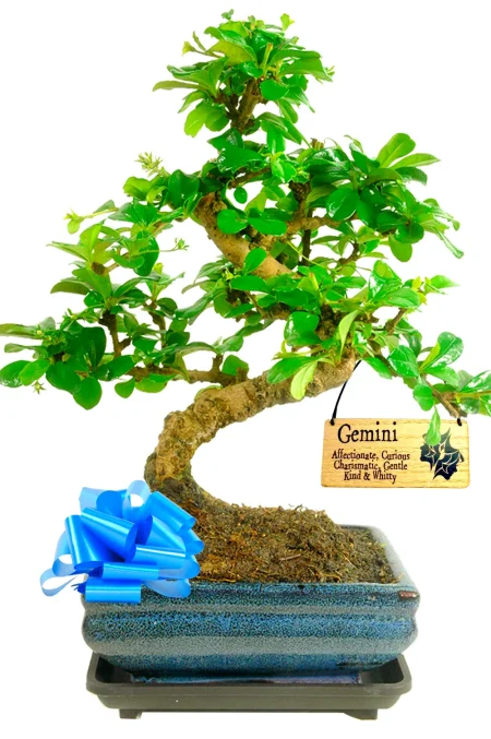 Star Sign Gift Ideas - Flowering Indoor Bonsai with Astrological Wooden Tag