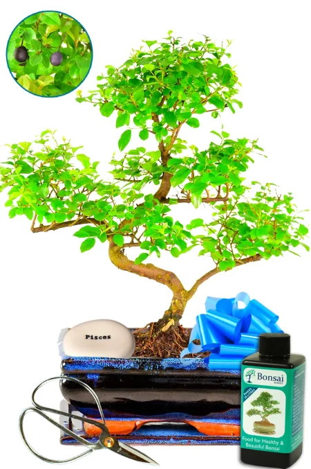 Fabulously fruiting Zodiac sign gifts! Chinese Sweet Plum with kit - excellent birthday gift UK