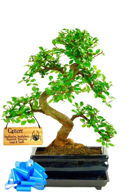 Shapely Chinese Elm Bonsai with Hanging Tag - The Perfect Zodiac Gifts for Astrology Lovers