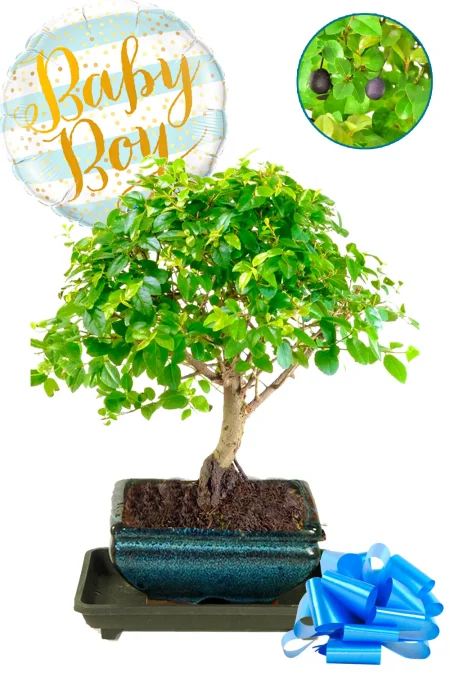 Newborn Baby Gift | Chinese Sweet Plum Bonsai with Baby Balloon