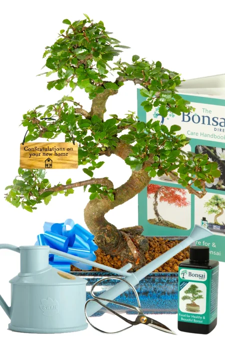 Chinese Elm New Home Gift | Perfect For Beginners - Comprehensive Care Kit