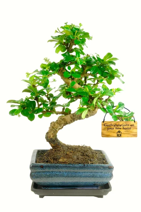 Gifts for new homeowners | Flowering Fukien Tea Tree indoor bonsai