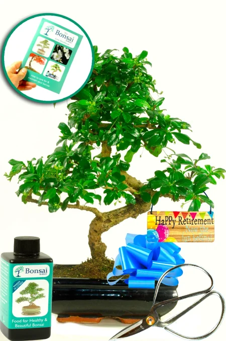 Stunning flowering indoor bonsai tree kit retirement gift