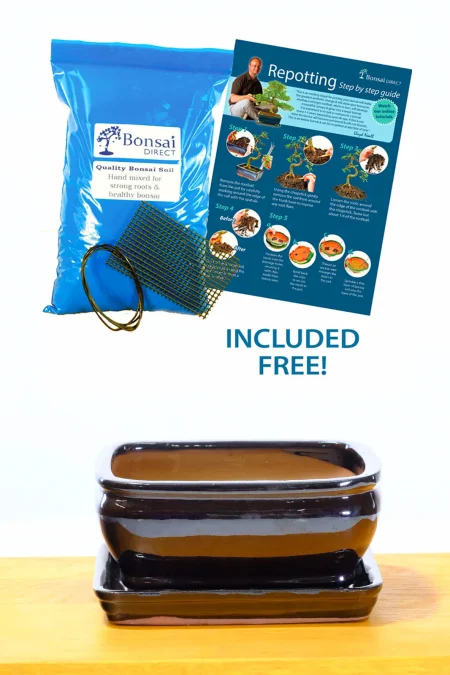 16cm (6") Glossy Black Rectangular Bonsai Pot with Rounded Corners and Potting Accessories