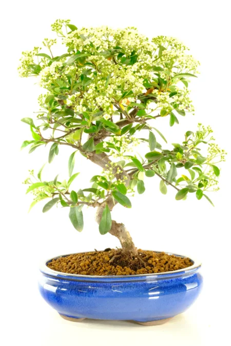 Pyracantha bonsai | In flower Mid May