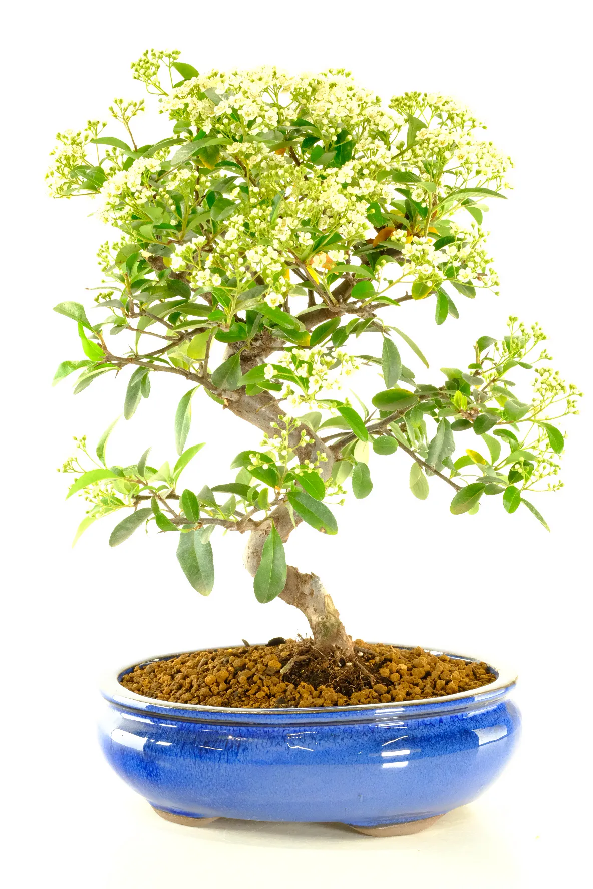 Outdoor Bonsai Tree | Vast Range - Evergreen & Flowering