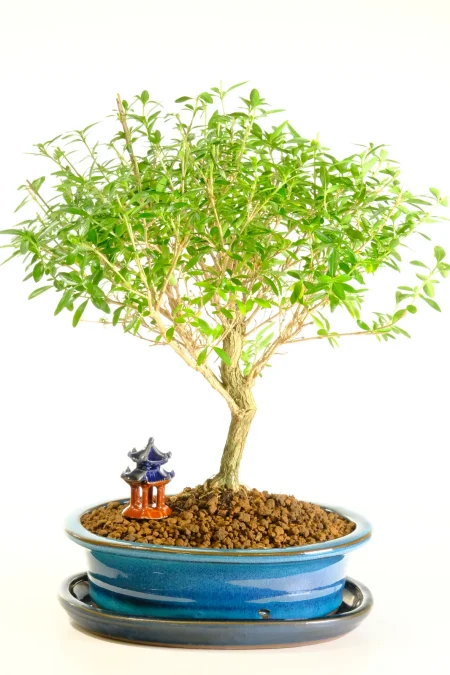 Gorgeous flowering Tree of a Thousand Stars bonsai tree