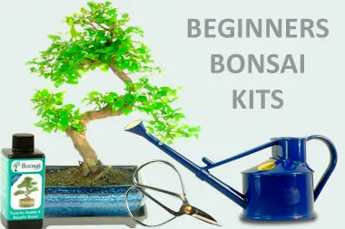 Beginners Bonsai Tree Kits and Starter Bonsai Trees for sale
