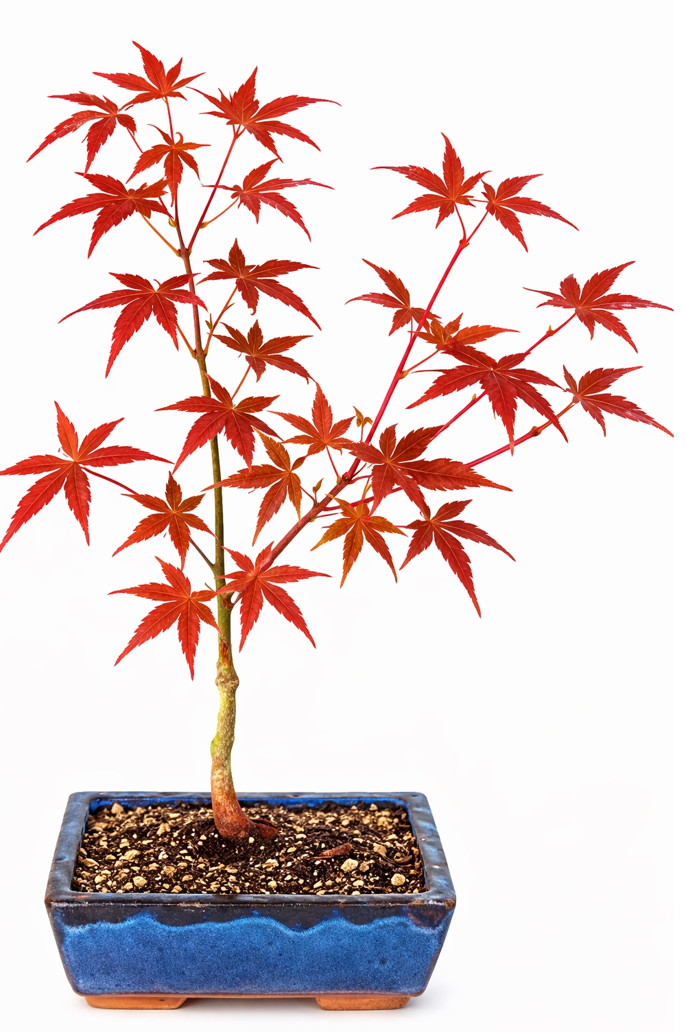 Beni-Maiko Japanese Red Maple Bonsai Tree