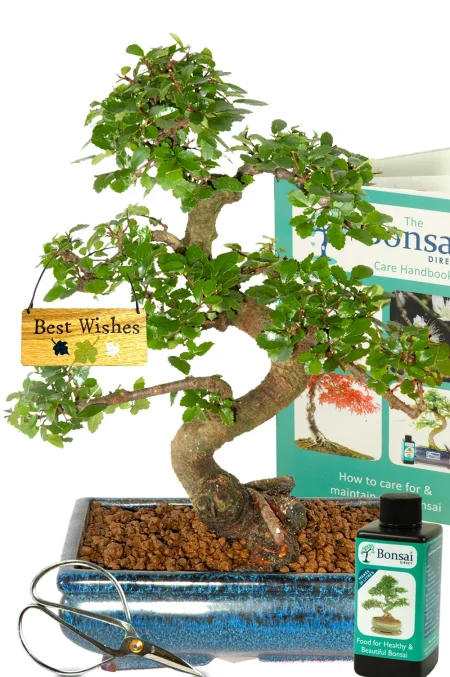 Best Wishes Gift Twisty Indoor Starter Bonsai Kit