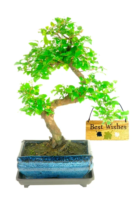Best wishes eco friendly bonsai gift set