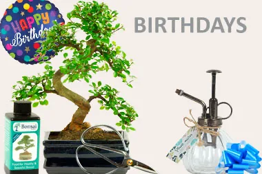 Beautiful Bonsai Tree Birthday Gifts | Celebrate with Stunning Bonsai Tree Gifts