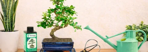 Beginners Bonsai Starter Kits for sale | Grow your own bonsai tree