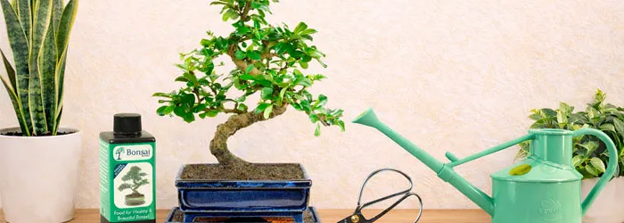 Beginners Indoor Bonsai Kits