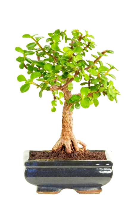Unique and unusual Dwarf Jade broom-style bonsai tree
