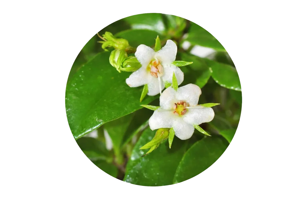 Fukien tea (Carmona microphylla) flowers & leaves