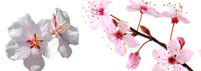 Cherry Blossom Bonsai Trees