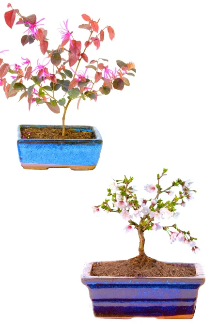A Miniature Pair of Flowering Bonsai | The Cherry Blossom & Chinese Blush (Purple Leaves)