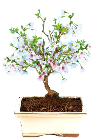 Gorgeous flowering Cherry Blossom bonsai tree - stunning flowers in spring