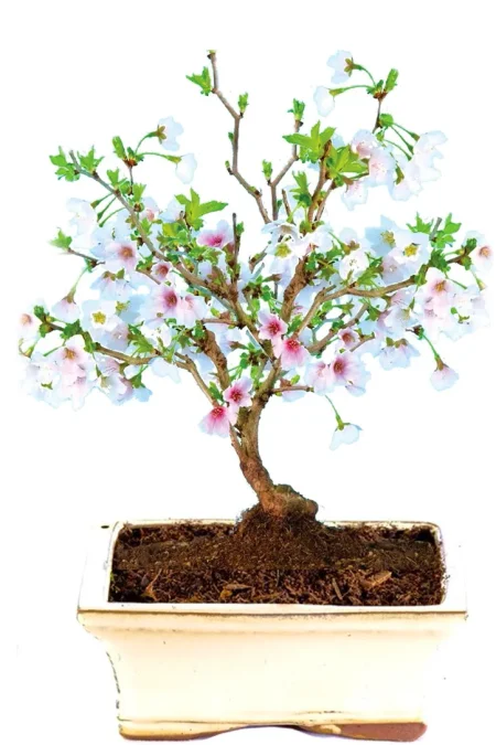 Gorgeous flowering Cherry Blossom bonsai tree - stunning flowers in spring
