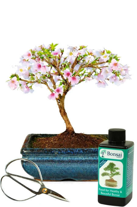 Cherry Blossom Bonsai Tree – Beginner Starter Kit