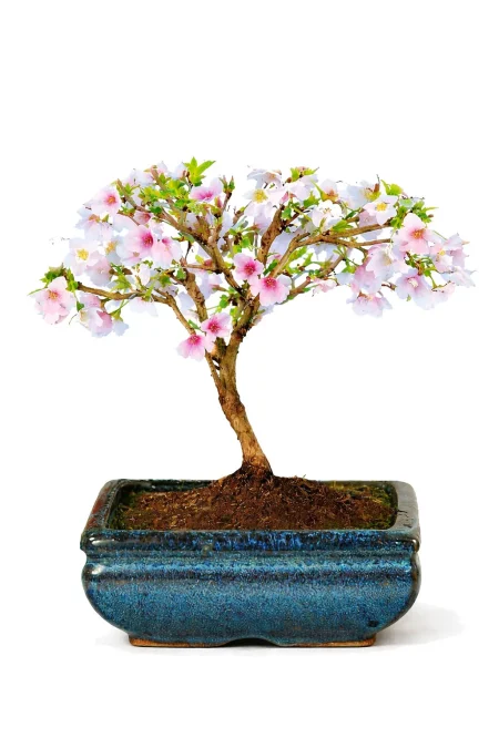 Cherry Blossom Bonsai Tree – 6 Year Old Outdoor Bonsai