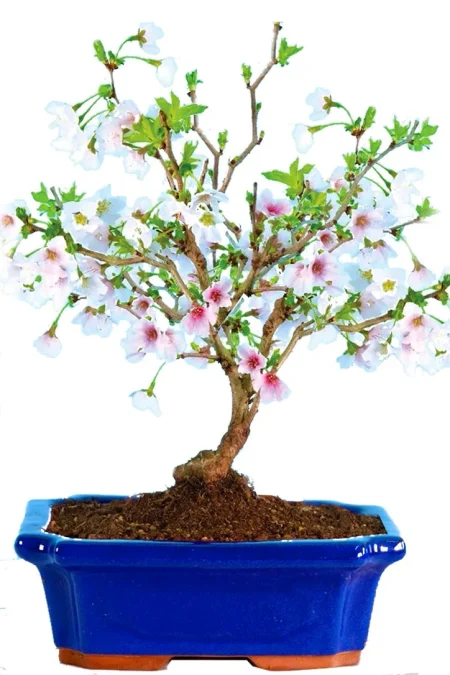 Incredible flowering Cherry Blossom bonsai tree with spring flowers