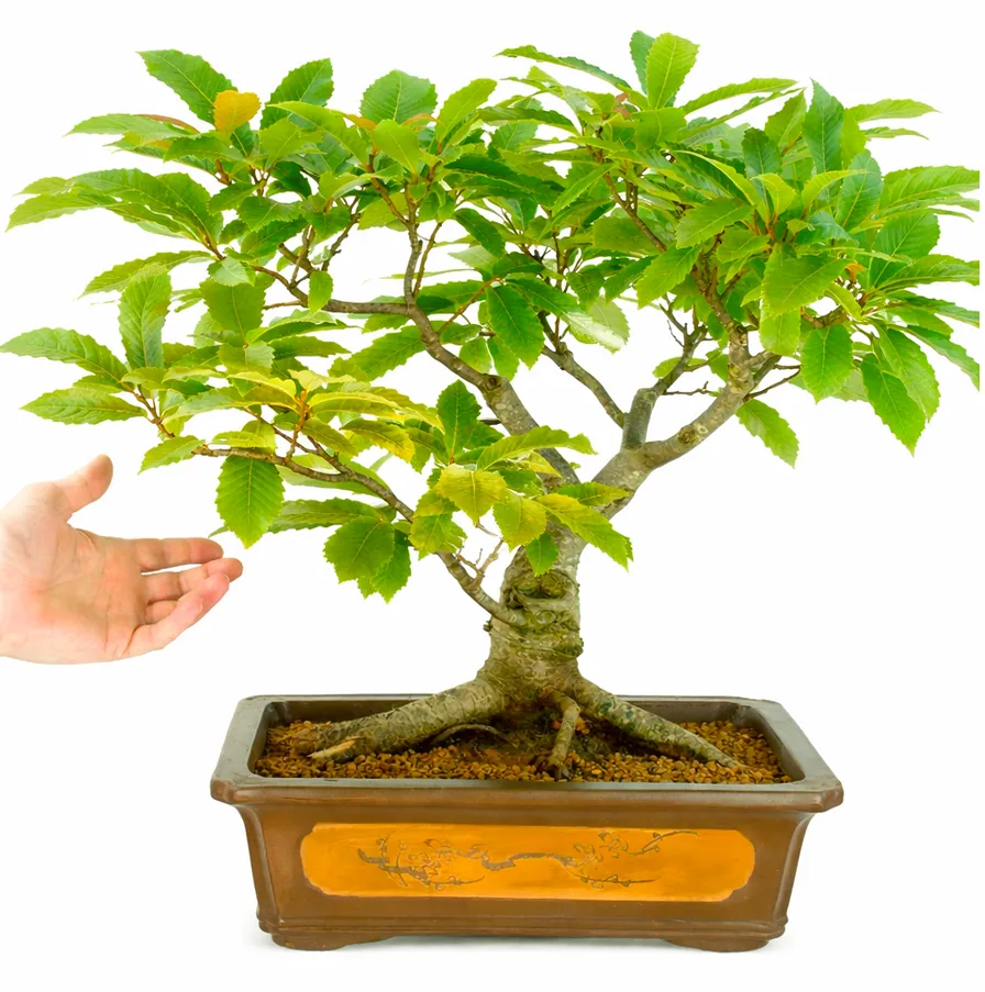 Large Horse chestnut bonsai tree grown by Lloyd at Bonsai Direct