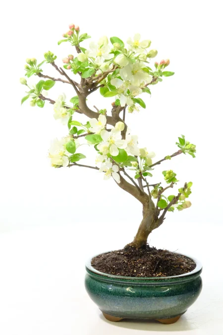 Crab Apple Bonsai Tree (Malus) – 10 Year Old Flowering Bonsai