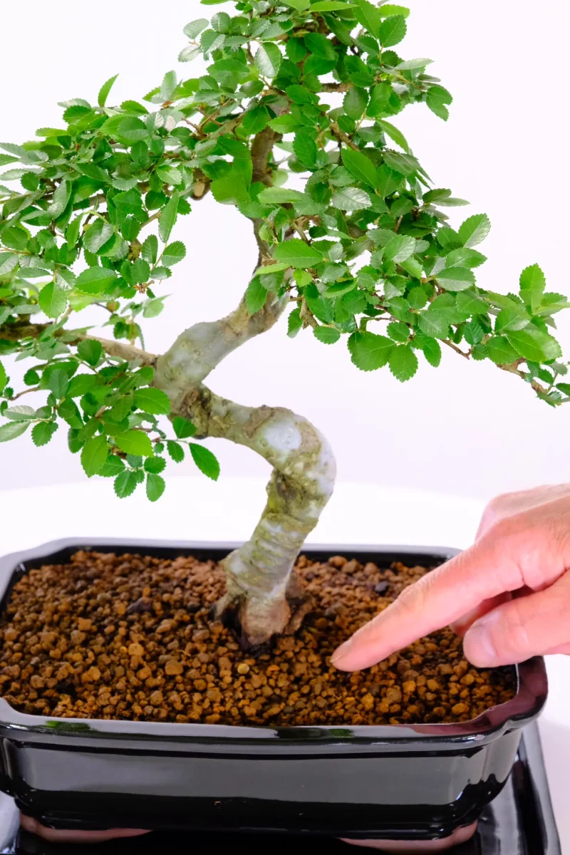 Bonsai Watering Finger Teat