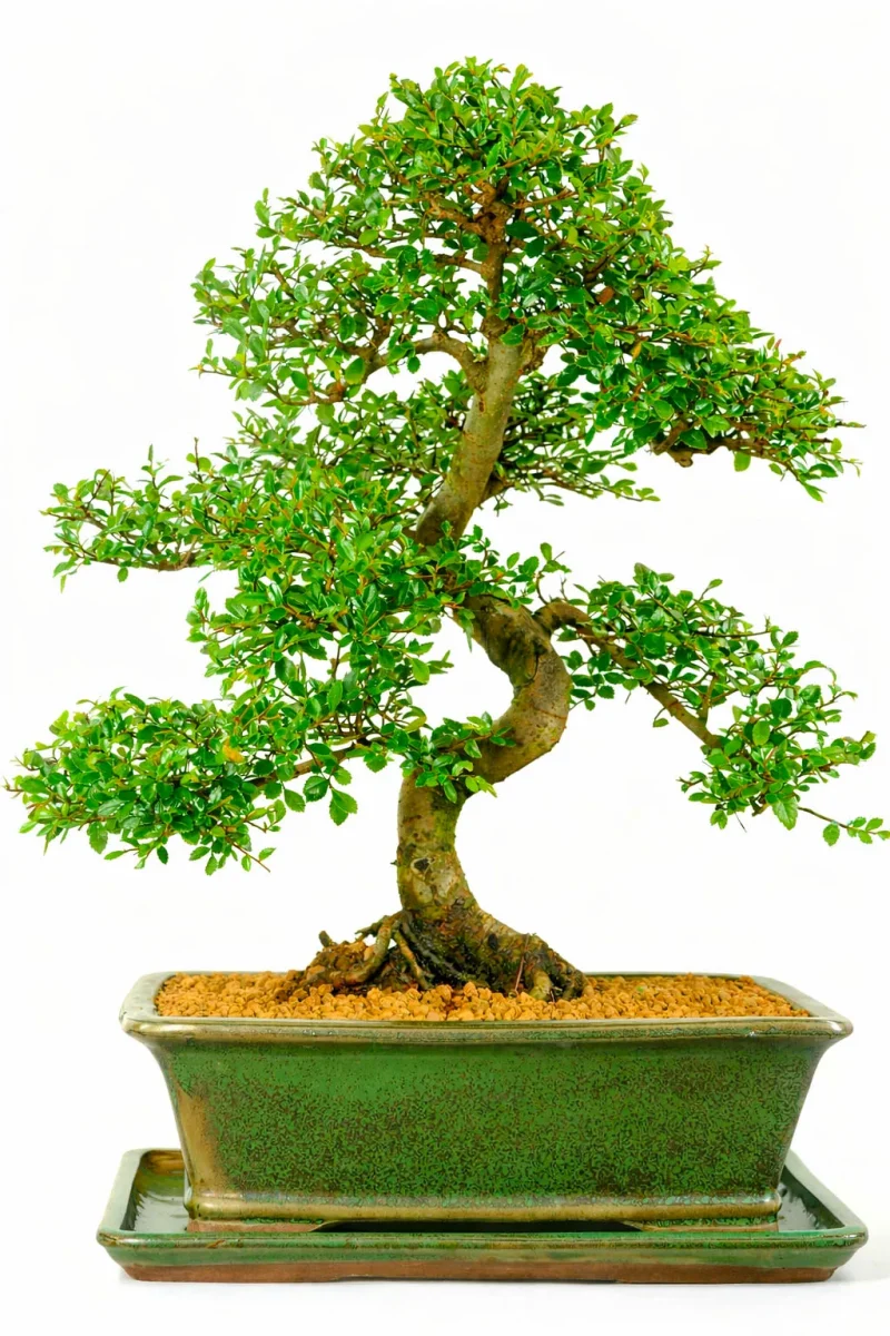 Chinese Elm (Ulmus parvifolia) bonsai tree grown baby Lloyd a good few years ago now.