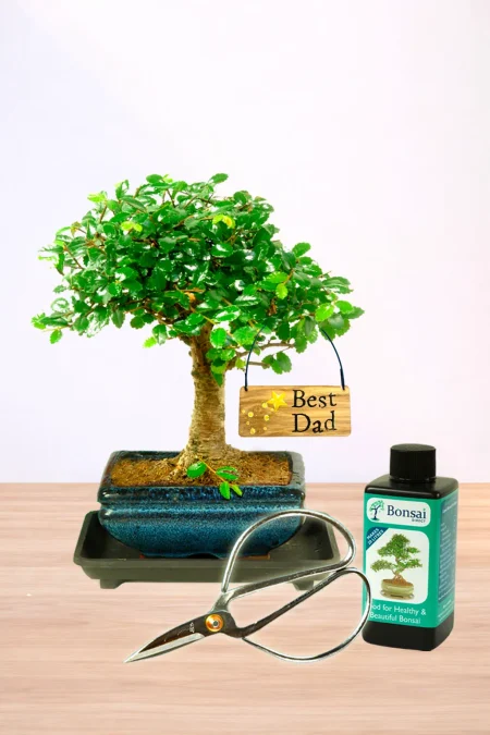 Adorable baby bonsai Best Dad gift set - Broom Elm and care accessories
