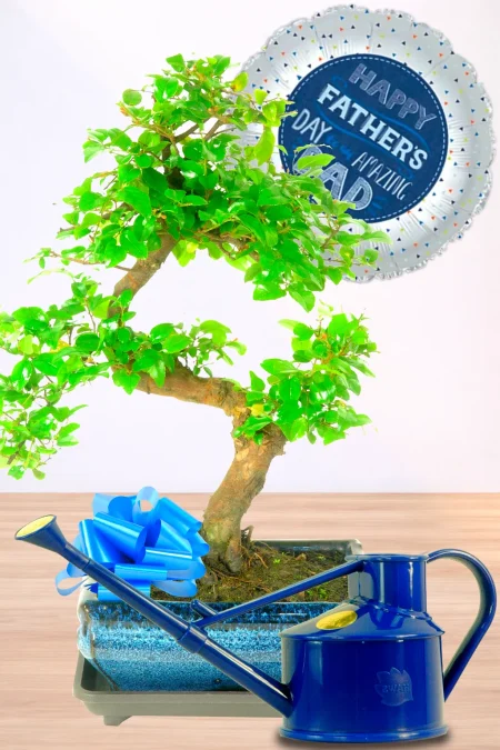 Amazing gift for Father's Day- fruiting bonsai tree and full care kit. Balloon included