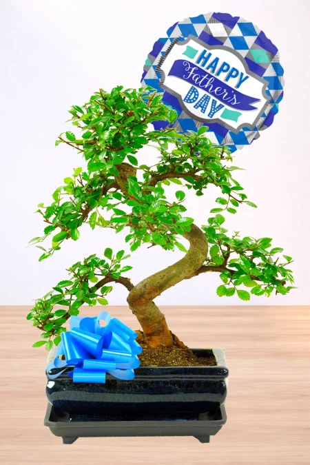 Delightful beginners bonsai tree gift set for Father's Day